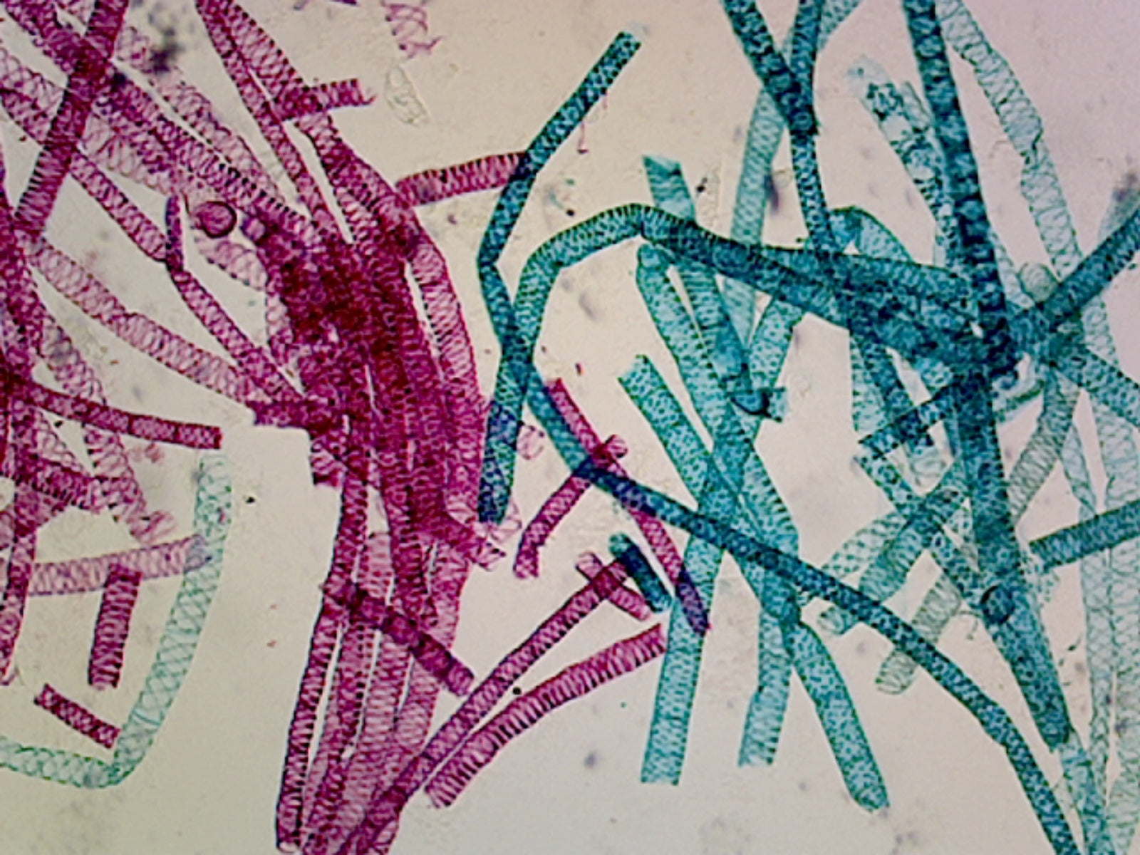 Microscope Slide, Spirogyra Vegetative; Whole mount; Filamentous alga, common in freshwater habitats