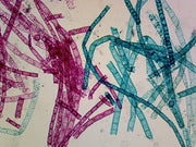 Microscope Slide, Spirogyra Vegetative; Whole mount; Filamentous alga, common in freshwater habitats