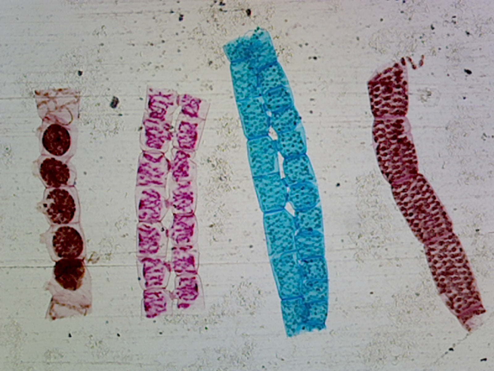 Microscope Slide, Spirogyra Scalariform Conjugation; Whole mount; All stages