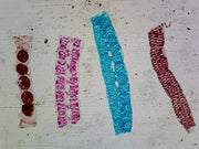 Microscope Slide, Spirogyra Scalariform Conjugation; Whole mount; All stages