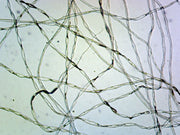 Microscope Slide, Cotton W.M Textile Fibers