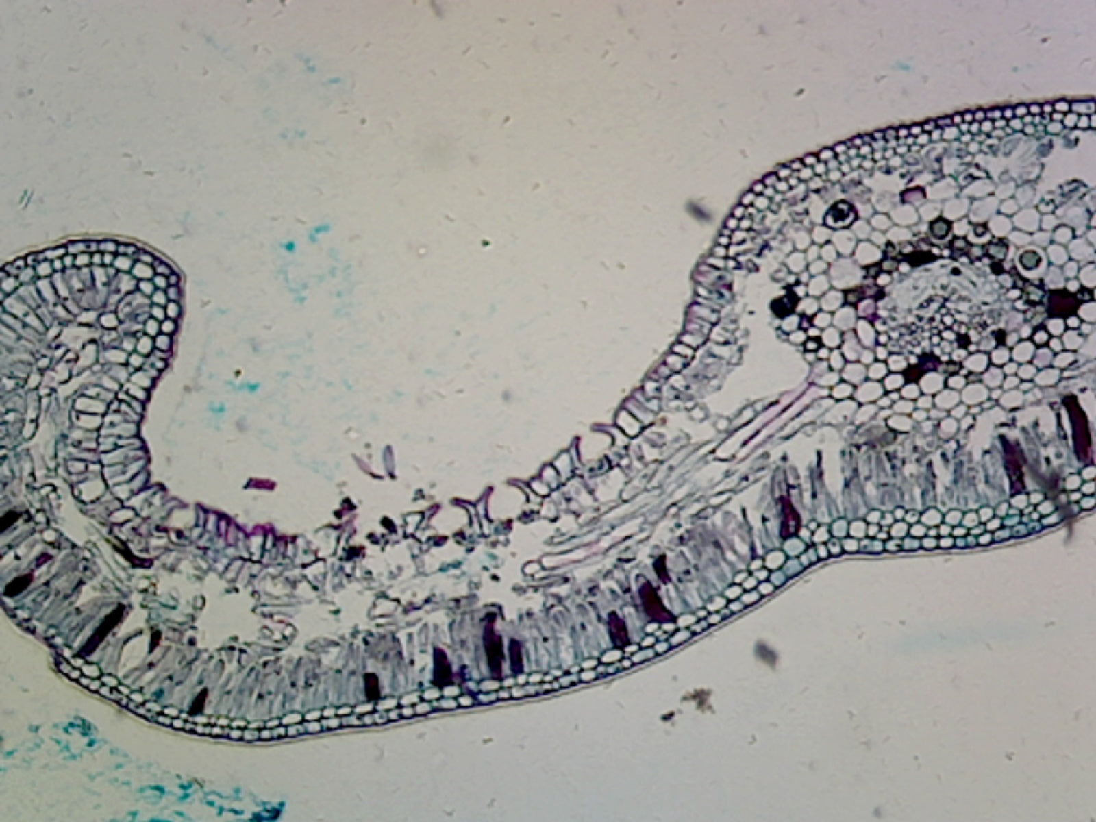 Microscope Slide, Gymnosperms Cycads; Plant; Cycas Leaf; Cross Section