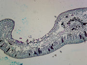 Microscope Slide, Gymnosperms Cycads; Plant; Cycas Leaf; Cross Section