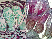 Microscope Slide, Pine Life History Composite showing: root C.S., stem C.S., leaf C.S., female cone L.S. and male cone L.S.