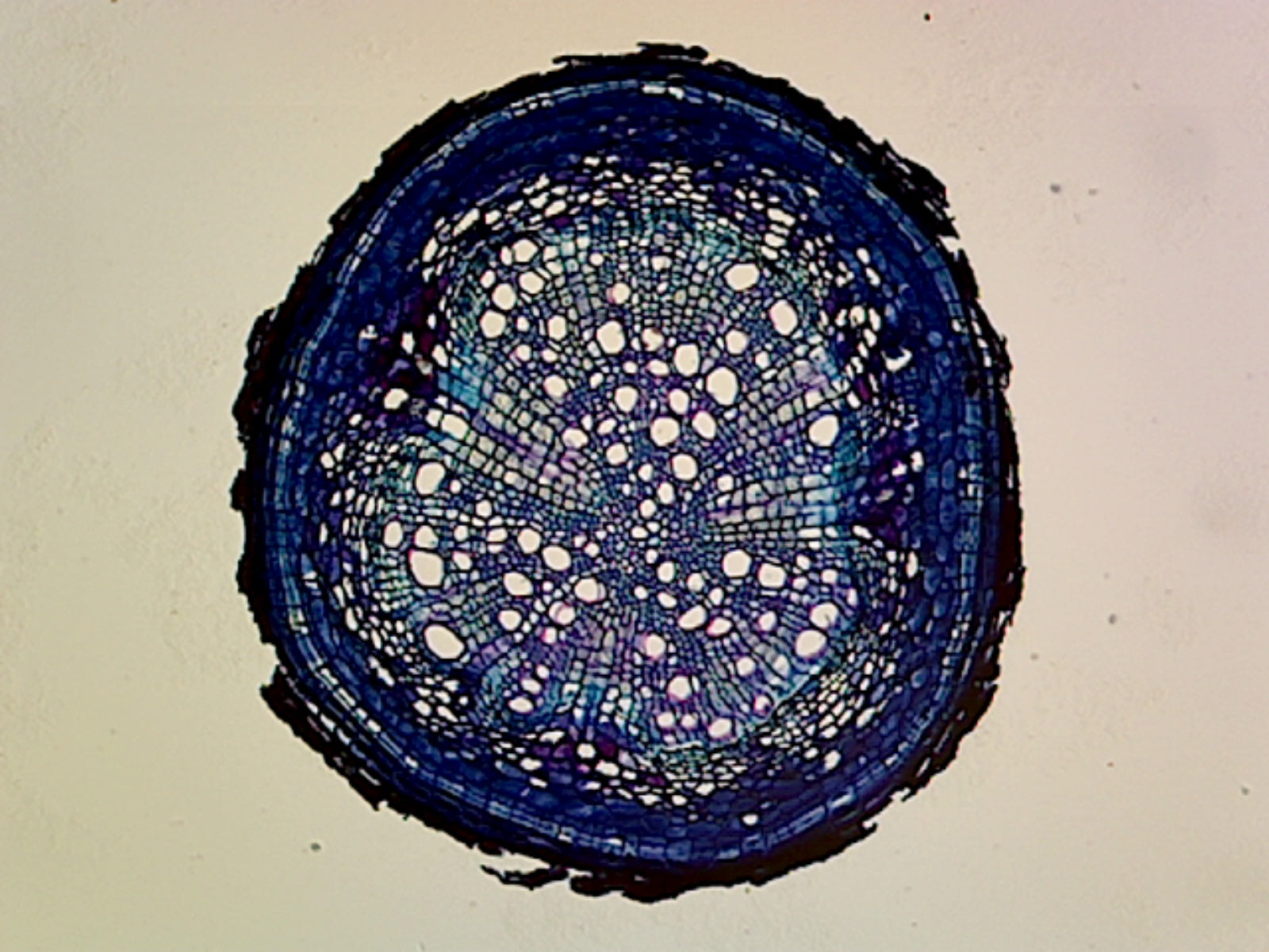 Microscope Slide, Pine Older Root, C.S.