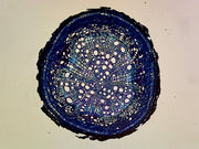 Microscope Slide, Pine Older Root, C.S.