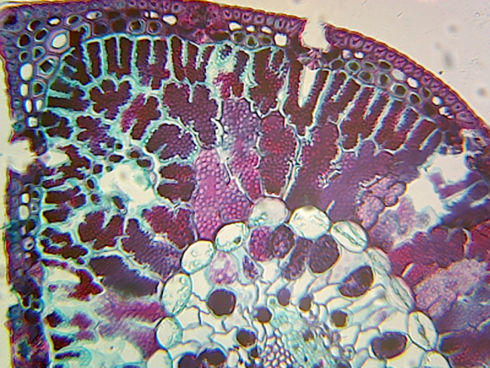 Microscope Slide, Pine Single-Needle Leaf, C.S. Showing vascular tissues