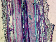 Microscope Slide, Pine Stem, L.S. showing Xylem and Tracheid's
