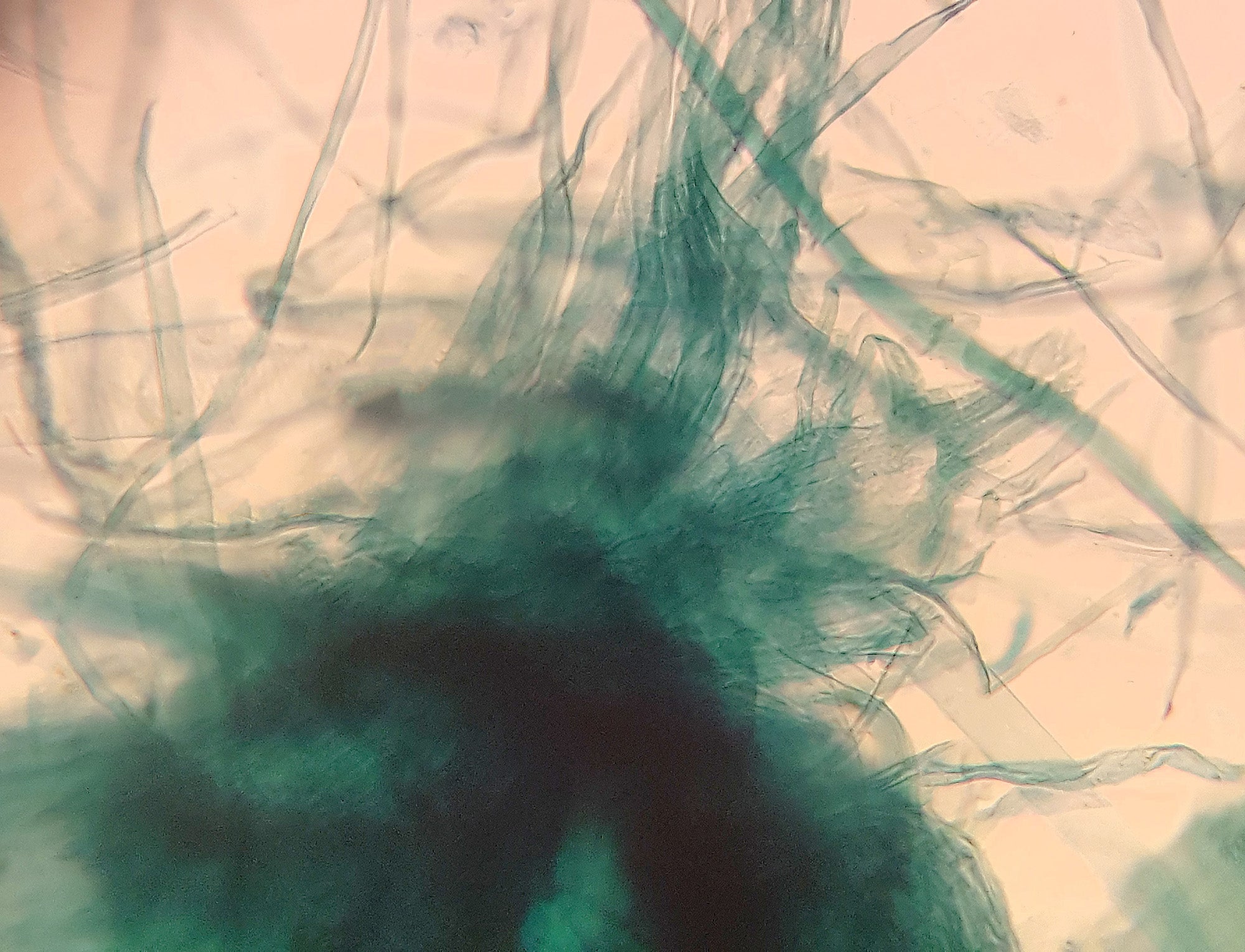 Microscope Slide, Pine Wood Maceration, W.M.