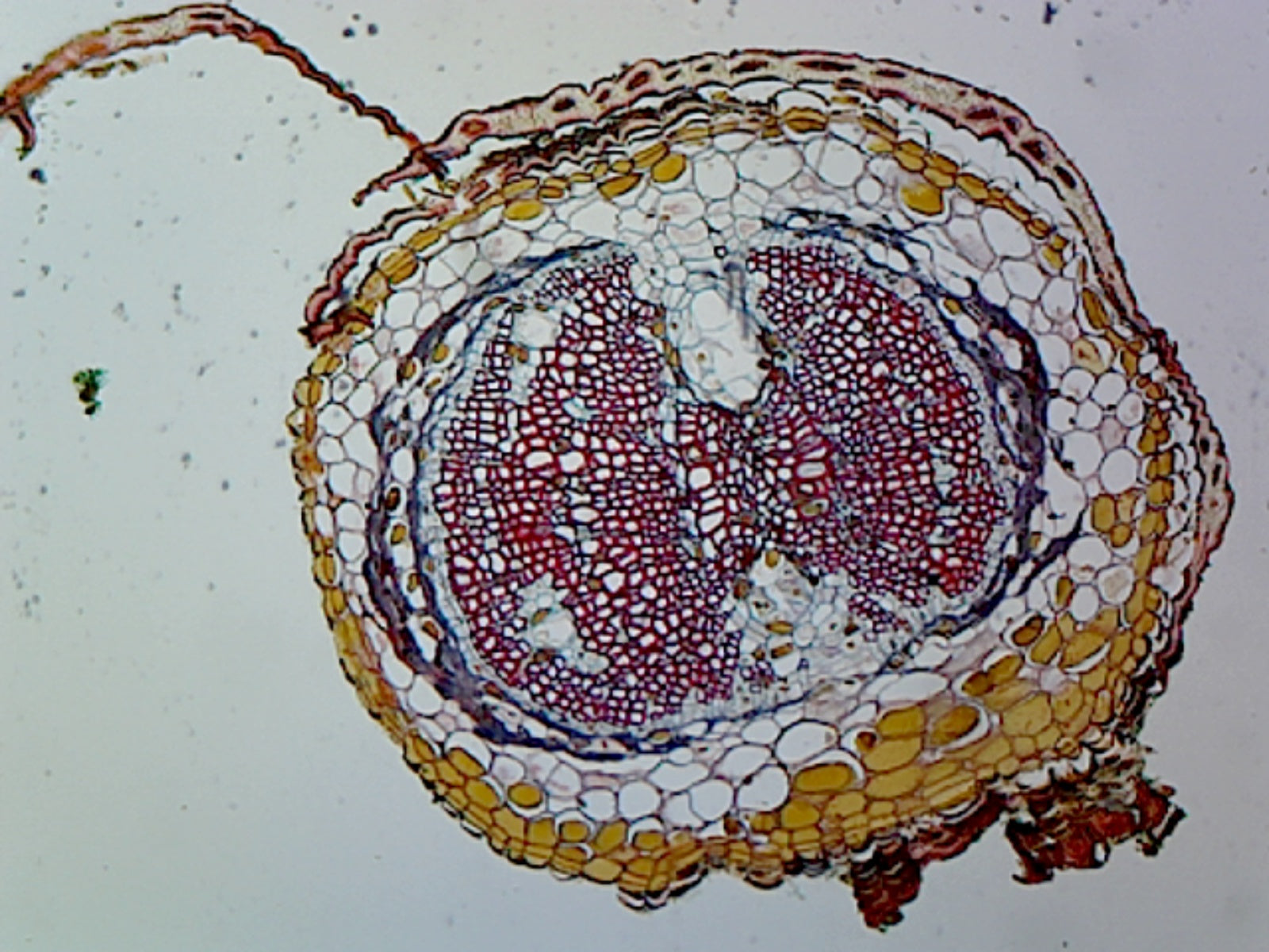 Microscope Slide, Pine Young Root, C.S.