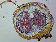 Microscope Slide, Pine Young Root, C.S.