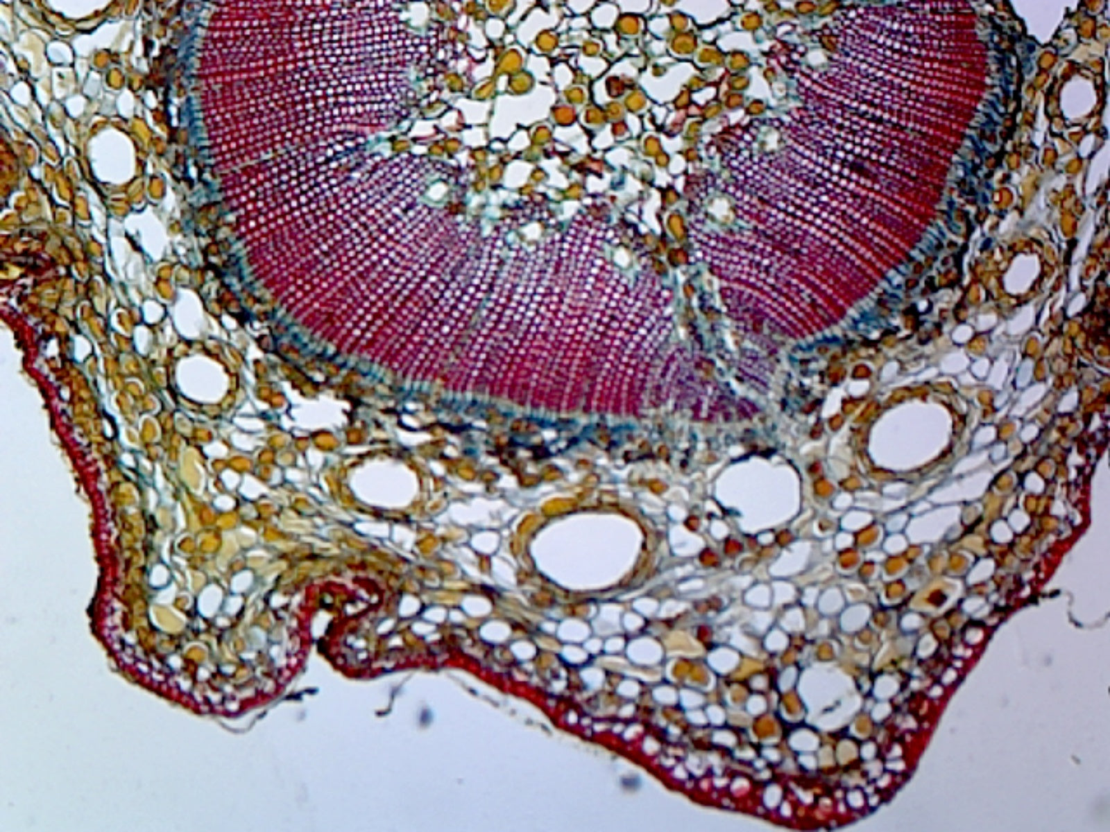 Microscope Slide, Pine Young Stem C.S.