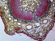 Microscope Slide, Pine Young Stem C.S.