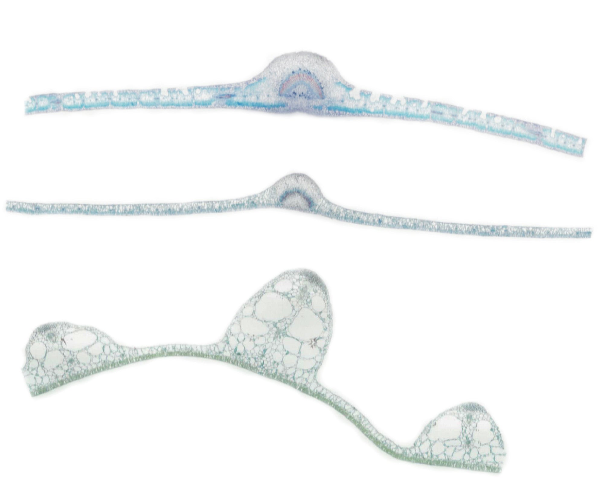 Microscope Slide, Leaves composite; Cross section; Showing hydrophytic, mesophotic and xerophytic leaves
