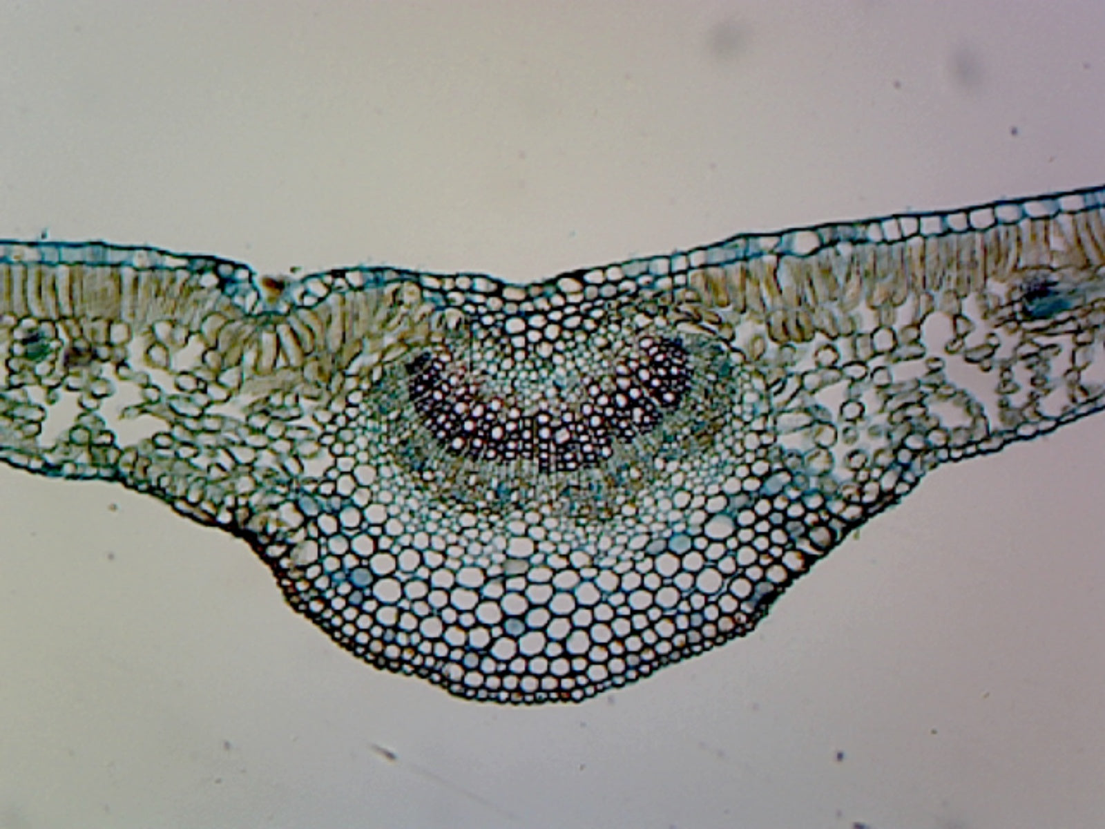 Microscope Slide, Ligustrum leaf; Cross section; Showing typical mesophotic dicot leaf