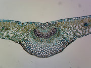 Microscope Slide, Ligustrum leaf; Cross section; Showing typical mesophotic dicot leaf