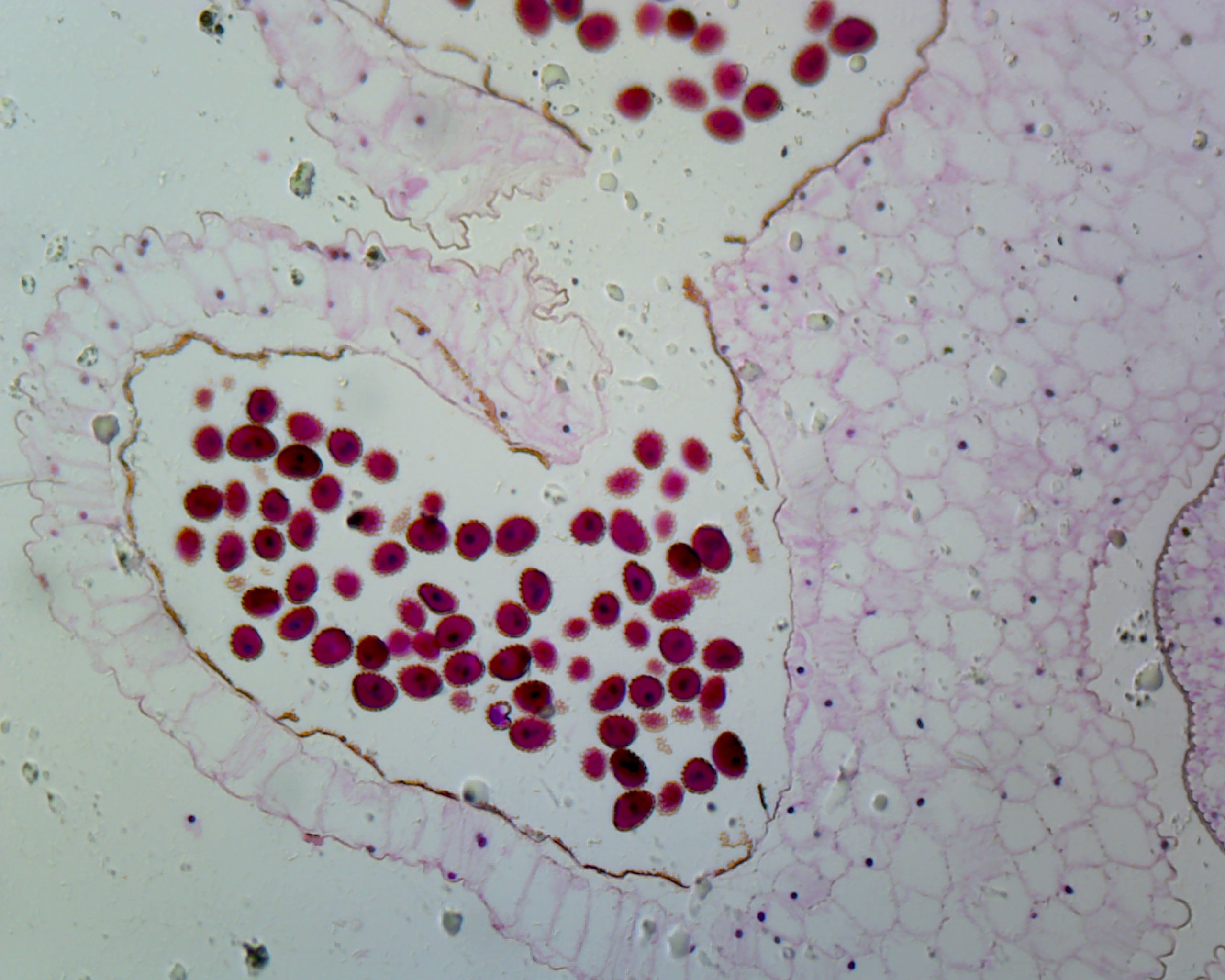 Microscope Slide, Lilium anther first meiotic division; Cross section