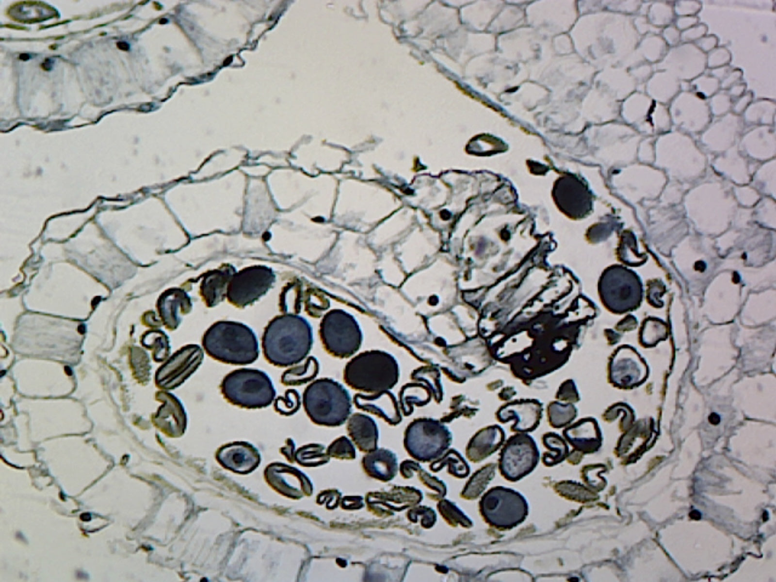 Microscope Slide, Lilium anther; Cross section; Showing mature pollen
