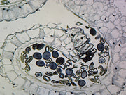 Microscope Slide, Lilium anther; Cross section; Showing mature pollen