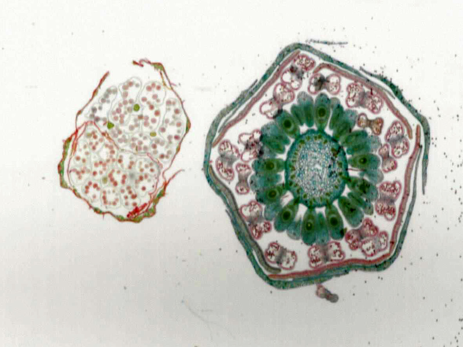 Microscope Slide, Monocot and dicot flower buds in comparison; Cross section; Showing lily and buttercup flower buds