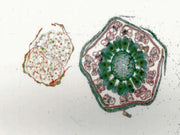 Microscope Slide, Monocot and dicot flower buds in comparison; Cross section; Showing lily and buttercup flower buds
