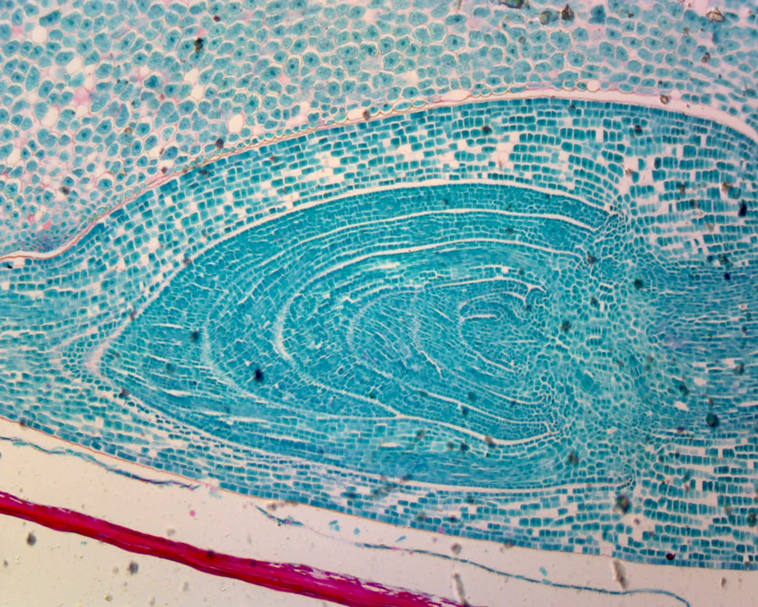 Microscope Slide, Plant; Zea Mays Corn Grain, L.S.