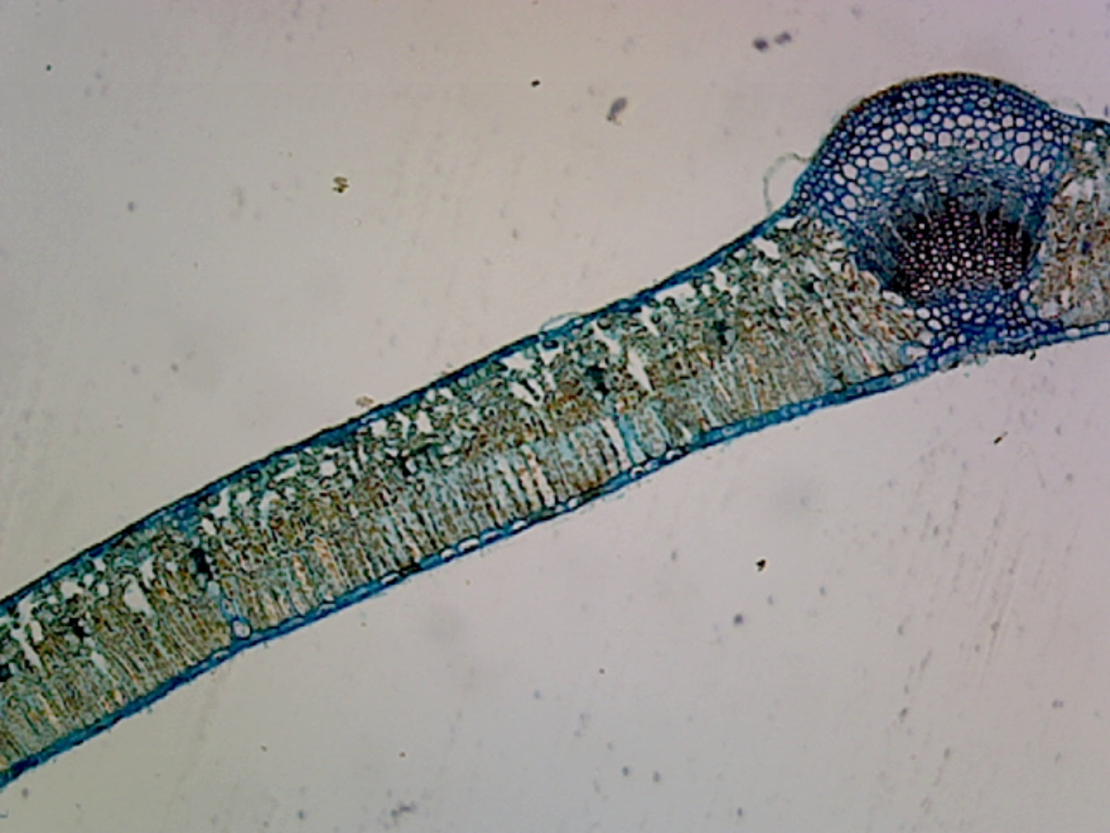 Microscope Slide, Syringa Vulgaris Leaf, C.S.