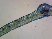 Microscope Slide, Syringa Vulgaris Leaf, C.S.
