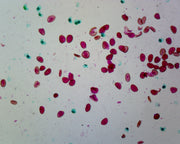 Microscope Slide, Dicot pollens; Mixed pollen in comparison W.M.