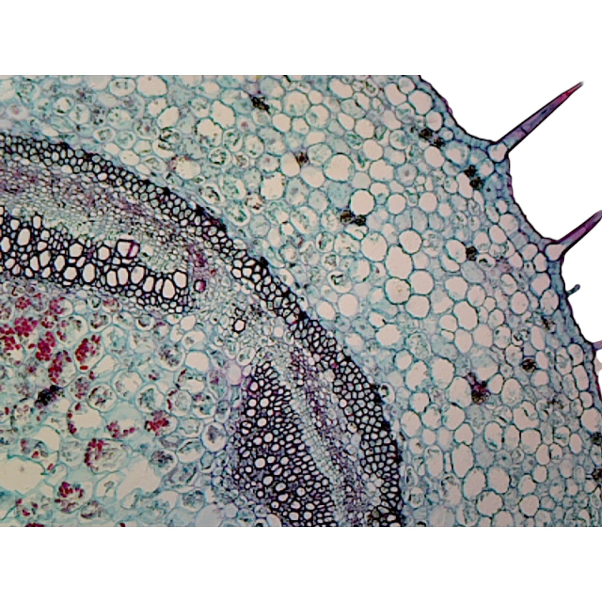 Microscope Slide, Dicot Stems, Geranium Stem CS