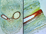 Microscope Slide, Pumpkin Stem C.S. & L.S. Cucurbita