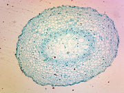 Microscope Slide, Monocot Root, Lilium Root Tip, CS