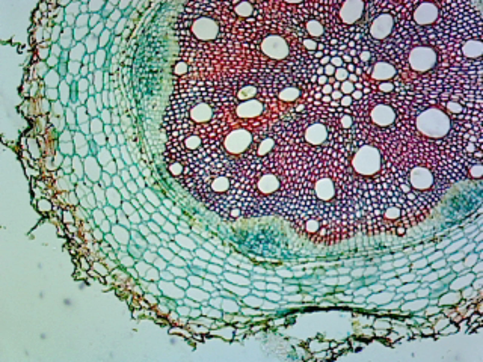 Microscope Slide, Helianthus Root, C.S. Sunflower