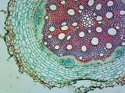 Microscope Slide, Helianthus Root, C.S. Sunflower