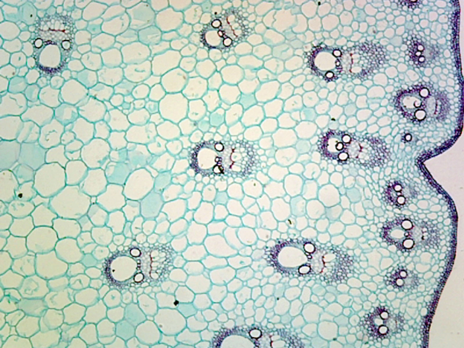 Microscope Slide, Monocot Stems Plant; Dracaena Stem CS