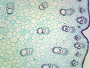 Microscope Slide, Monocot Stems Plant; Dracaena Stem CS