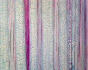 Microscope Slide, Zea Mays Stem L.S.