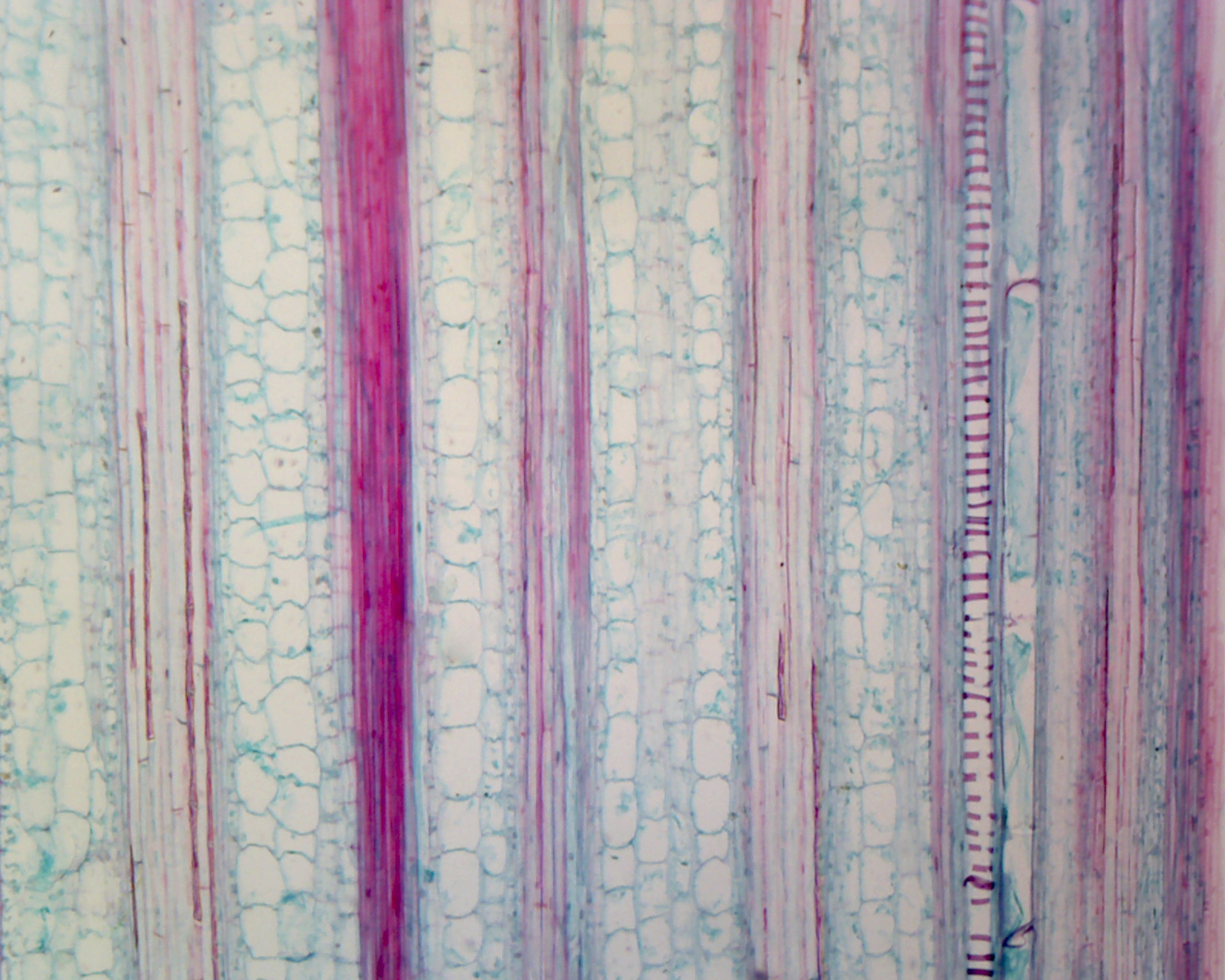 Microscope Slide, Zea Mays Stem L.S.