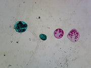 Microscope Slide, Volvox, Sexual Reproduction; Whole mount; Showing sexual cells