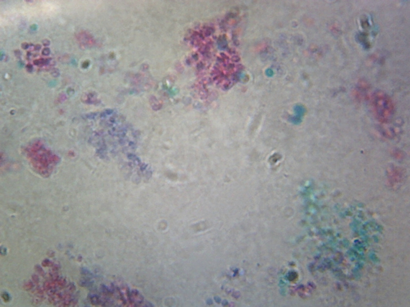 Microscope Slide, Fungi Saccharomyces Cerevisiae W.M.