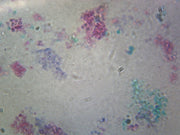 Microscope Slide, Fungi Saccharomyces Cerevisiae W.M.