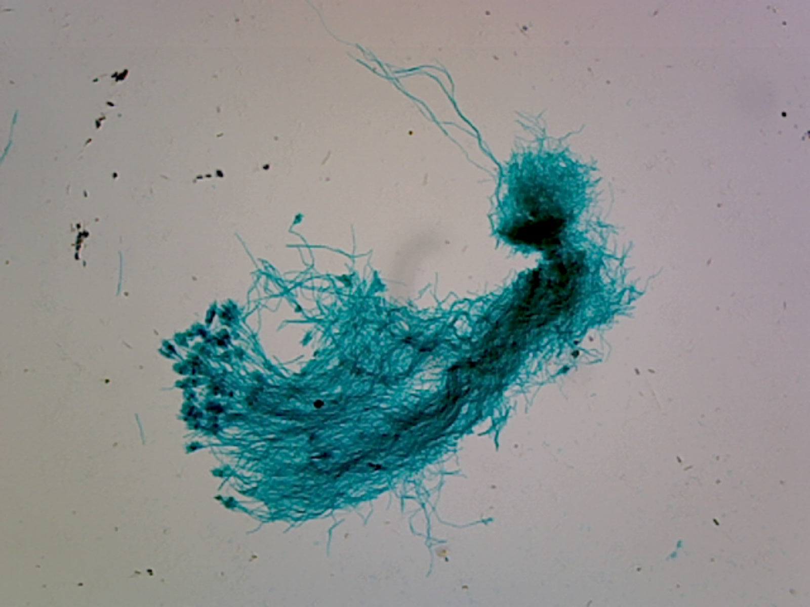 Microscope Slide, Penicillium, sec. showing conidiophores with conidia