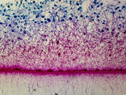 Microscope Slide, Aspergillus; W.M. Highly Aerobic; Brown Mold