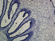 Microscope Slide, Fungi, Coprinus Mushroom Anatomy, C.S. Dimorphic Fungus, Showing Pileups, Gills and Spores