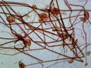 Microscope Slide, Rhizopus Conjugation Sexual Reproduction W.M.