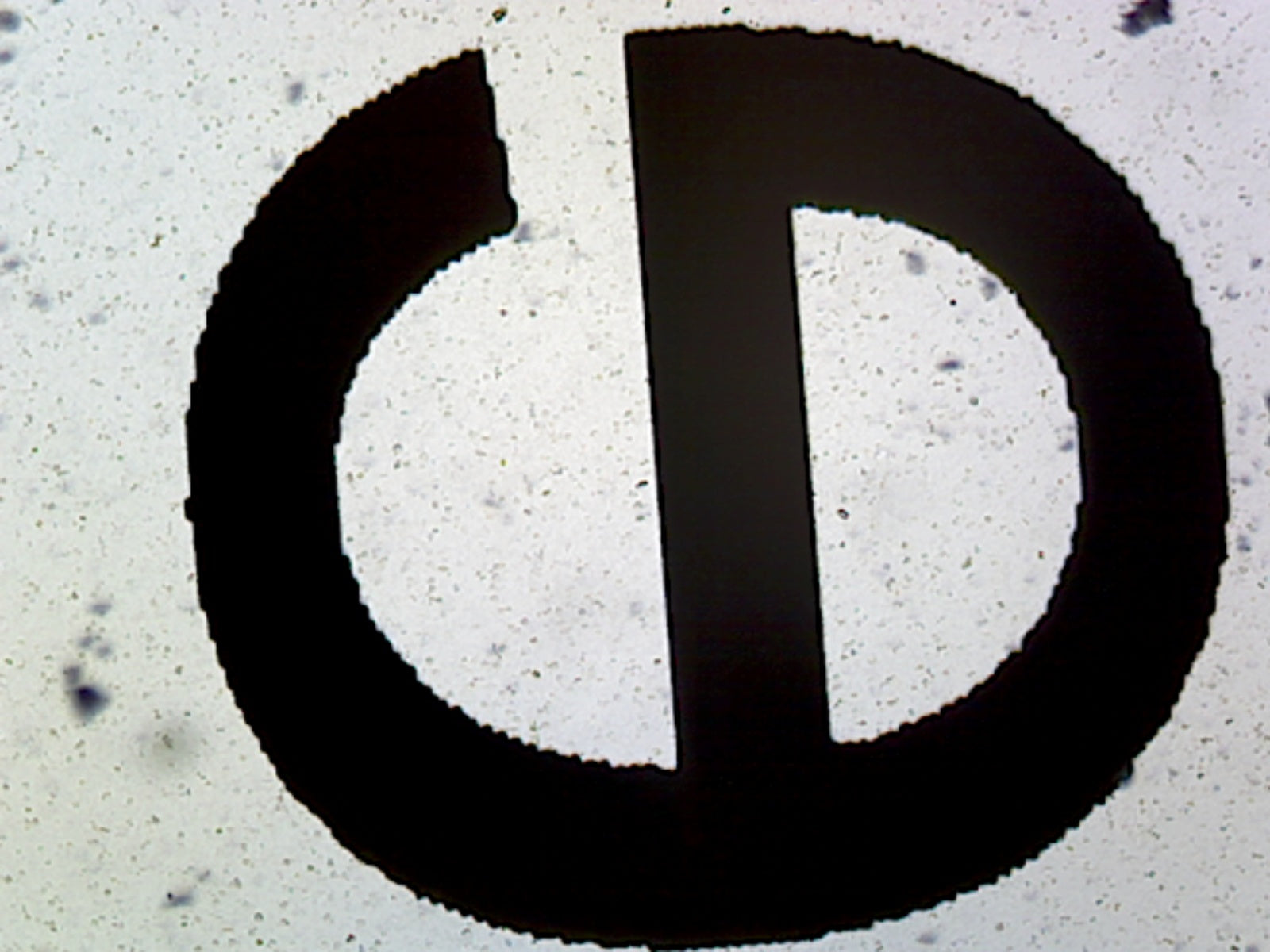 Microscope Slide, Letter E Wholemount