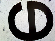 Microscope Slide, Letter E Wholemount