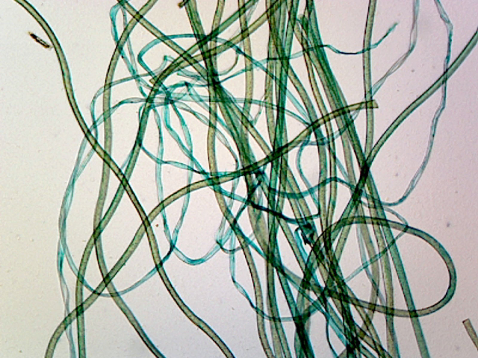 Microscope Slide, Linen, W.M. Textile Fiber