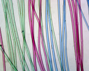 Microscope Slide, Silk, W.M. Textile Fibers,