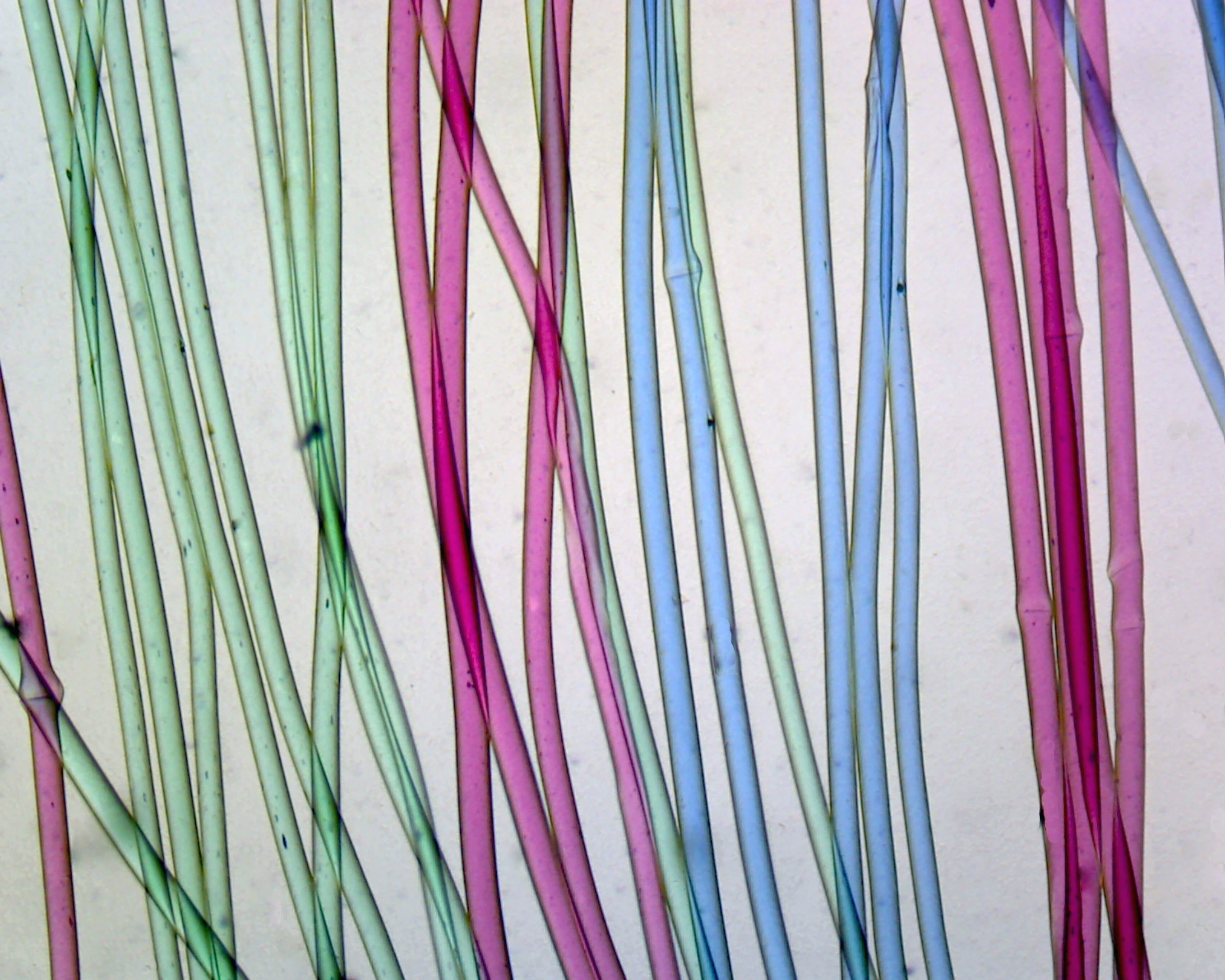 Microscope Slide, Silk, W.M. Textile Fibers,